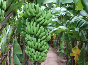 Banana Exporters from India